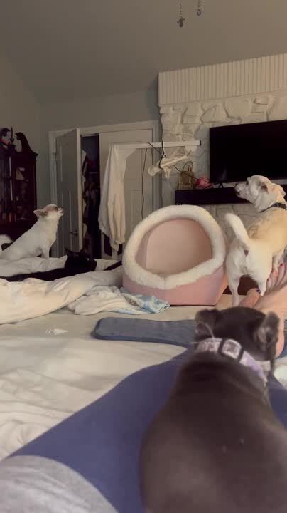 Dogs Argue in Bedroom While Cat Watches