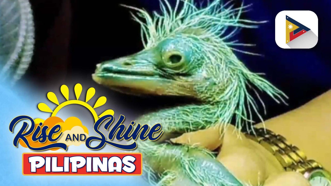 Sunshine Stories | Japanese team, tumulong para iligtas ang nearly extinct bird na herons!