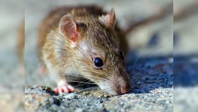 Diferencias entre entre el hantavirus y la leptospirosis