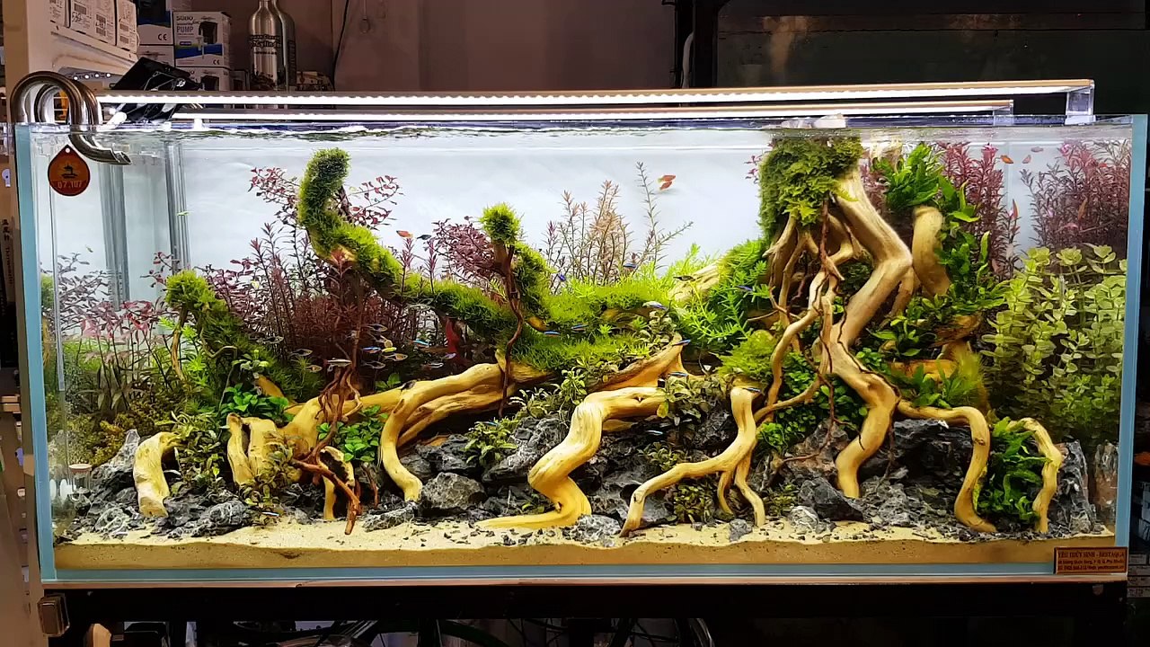Aquarium
