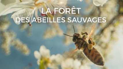 La forêt des abeilles sauvages