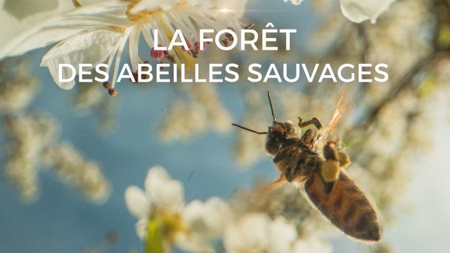 La forêt des abeilles sauvages