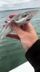 Majestic_Growth_of_Wild_Animals_#funny_#cute_#animals(480p)