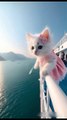 Kitten Overboard ! 🐱🚨 DAD CAT VS SHARK 🦈💥 #catshorts #cat