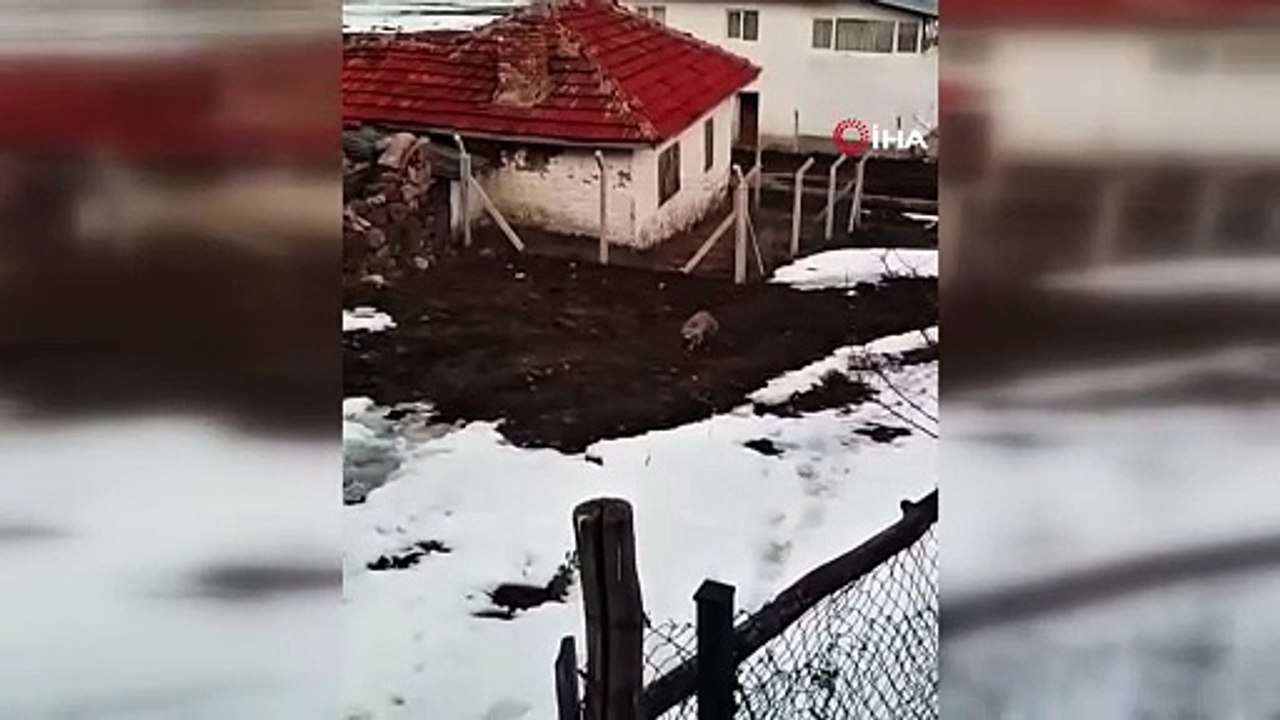 Tilki ile sohbet eden vatandaş güldürdü