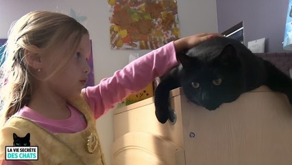 La vie secrète des chats