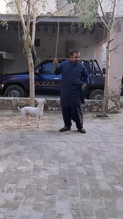 Mother dog|saving puppy