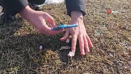 Baharın ilk müjdecisi! Çiğdemler göz kamaştırıyor