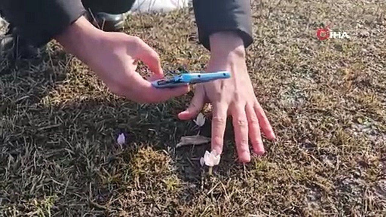 Baharın ilk müjdecisi! Çiğdemler göz kamaştırıyor