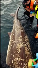 🦈✨ Incredible Rescue! Team Cleans Giant Shark Covered in Barnacles! 🧼🚿