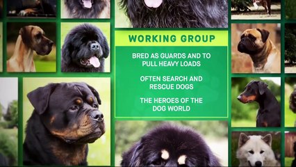 Crufts 2025: Best in Show