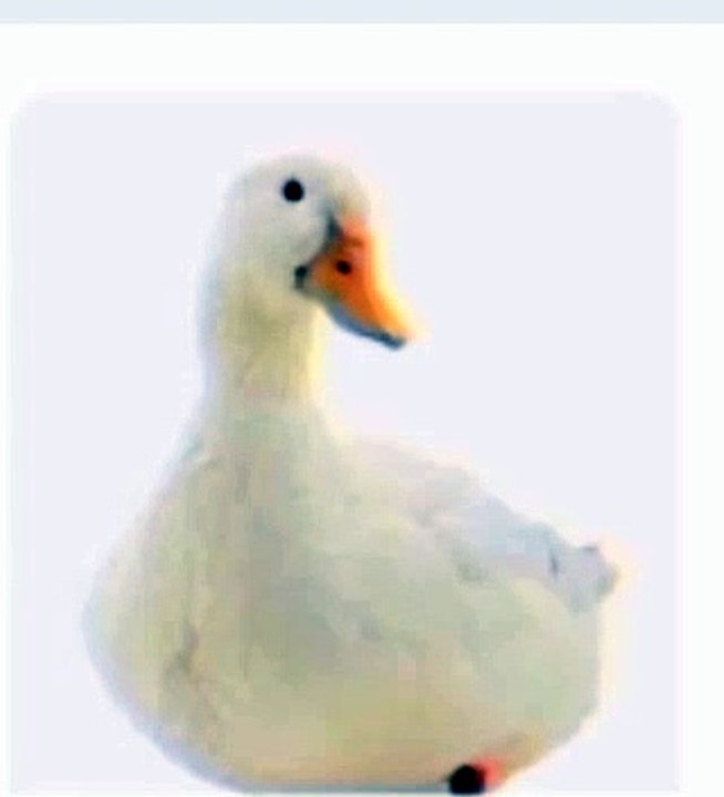 A CUTE DUCK