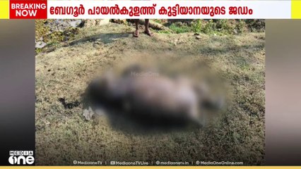 വയനാട് ബേഗൂർ പായൽകുളത്ത് കുട്ടിയാനയുടെ ജഡം കണ്ടെത്തി