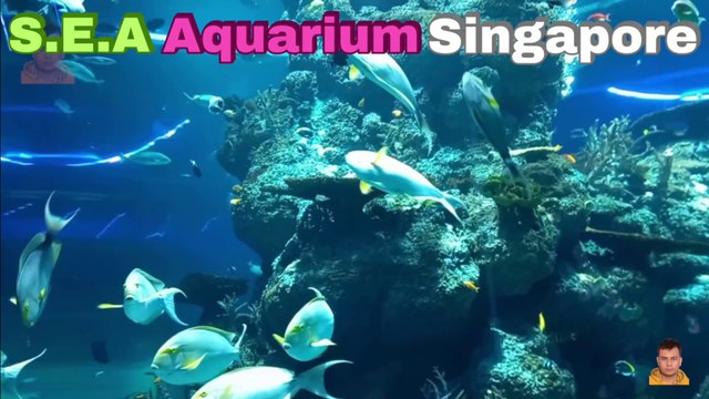 Sea Aquarium Singapore Tour | Resorts World Sentosa | Singapore | Singapore Oceanarium | Saltwater Aquarium | Aquarium | 4
