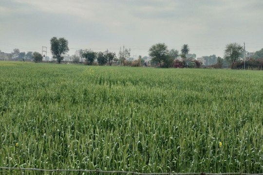 गेहूं की कटाई ही नहीं, समर्थन मूल्य पर खरीद केन्द्र कर दिए चालू