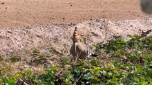 hoopoe