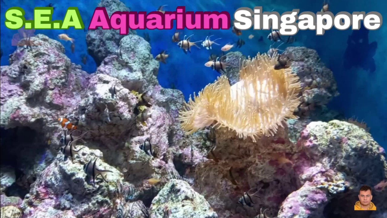 Sea Aquarium Singapore Tour | Resorts World Sentosa | Singapore | Singapore Oceanarium | Saltwater Aquarium | Aquarium | 6