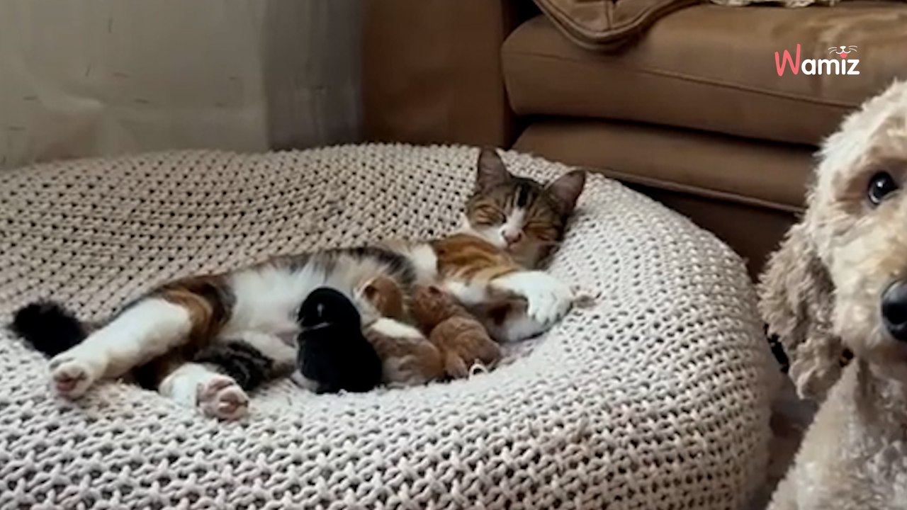 Goldendoodle stands guard over her cat bestie, melting hearts everywhere (video)