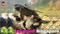 Sea Aquarium Singapore Tour | Resorts World Sentosa | Singapore | Singapore Oceanarium | Saltwater Aquarium | Aquarium | 7