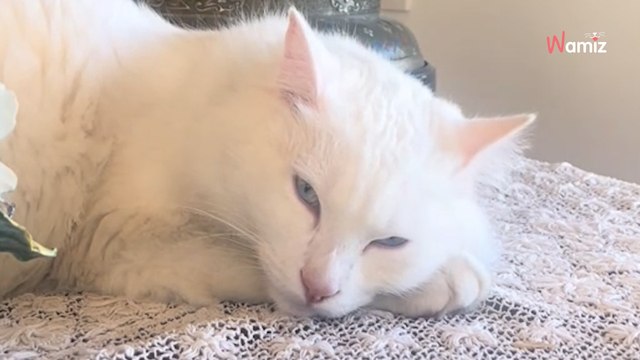 Deaf cat's reaction to piano vibrations leaves viewers speechless (video)