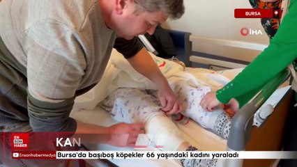 Bursa'da başıboş köpekler 66 yaşındaki kadını yaraladı