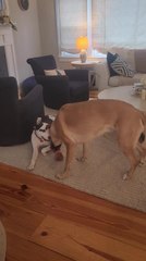 Two Stubborn Dogs Play Tug of war With Toy