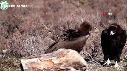 Afyonkarahisar'da doğanın en tehlikeli uçan avcıları birlikte görüntülendi