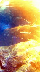 "Exploring the wonders of the ocean at Sea Life Museum Bangkok! 🐠✨