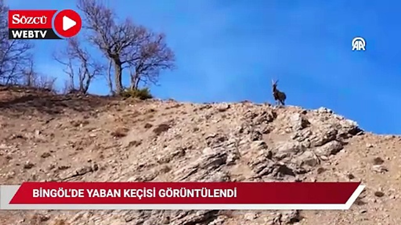 Bingöl'de yaban keçisi görüntülendi