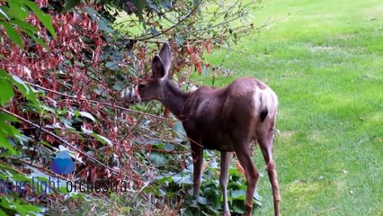 Brahms Waltz - beautiful little delightful melody