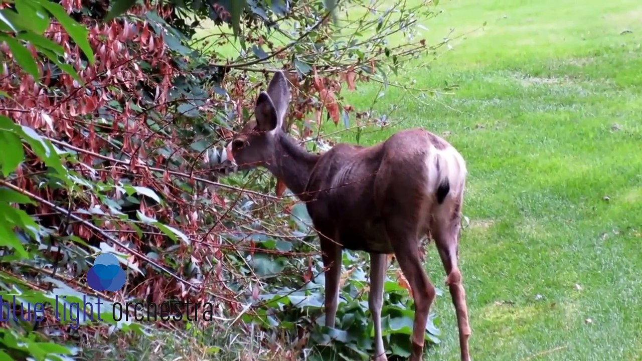 Brahms Waltz - beautiful little delightful melody