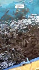 Padahal cuma 2000 ekor tapi disiapkan 4 kolam masih gak muat