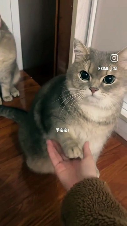 I like cats after all