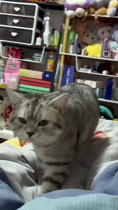 I like cats after all