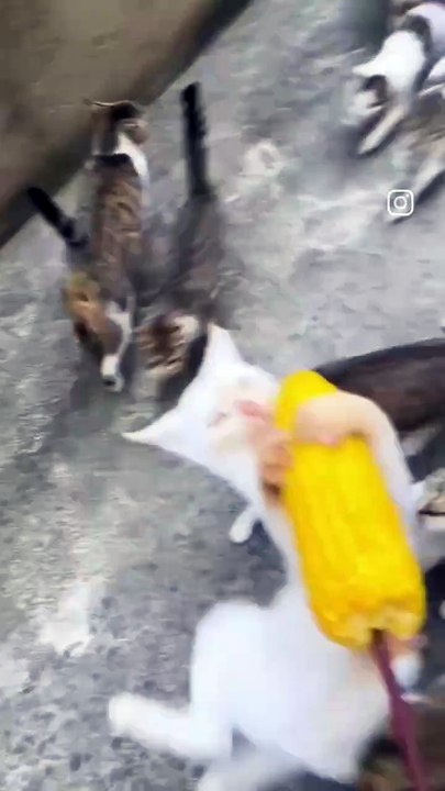 I like cats after all