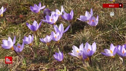 Bolu Sarıalan Yaylası’nda çiğdemler çiçek açtı
