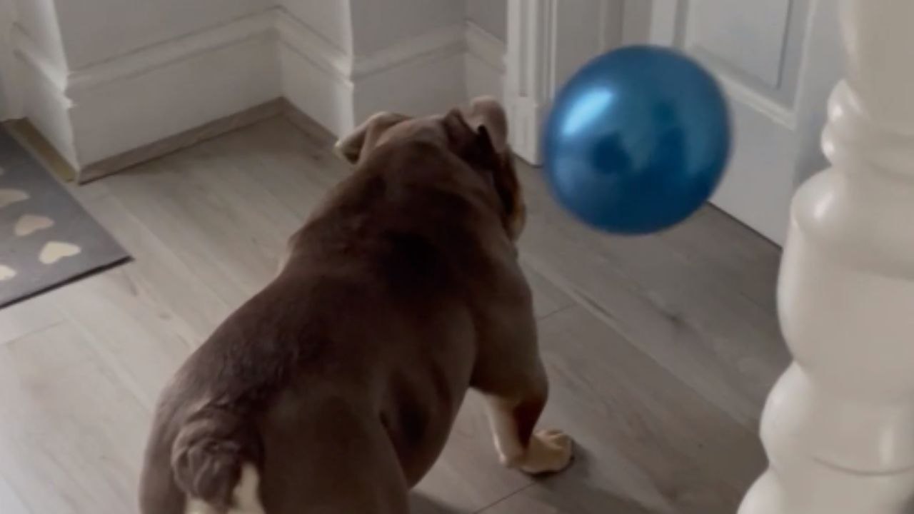 Cute bulldog tries popping a blue balloon by biting it *Wholesome Video*