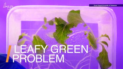 If Lettuce Is Grown in Space, It Might Actually Not Be Safe To Eat