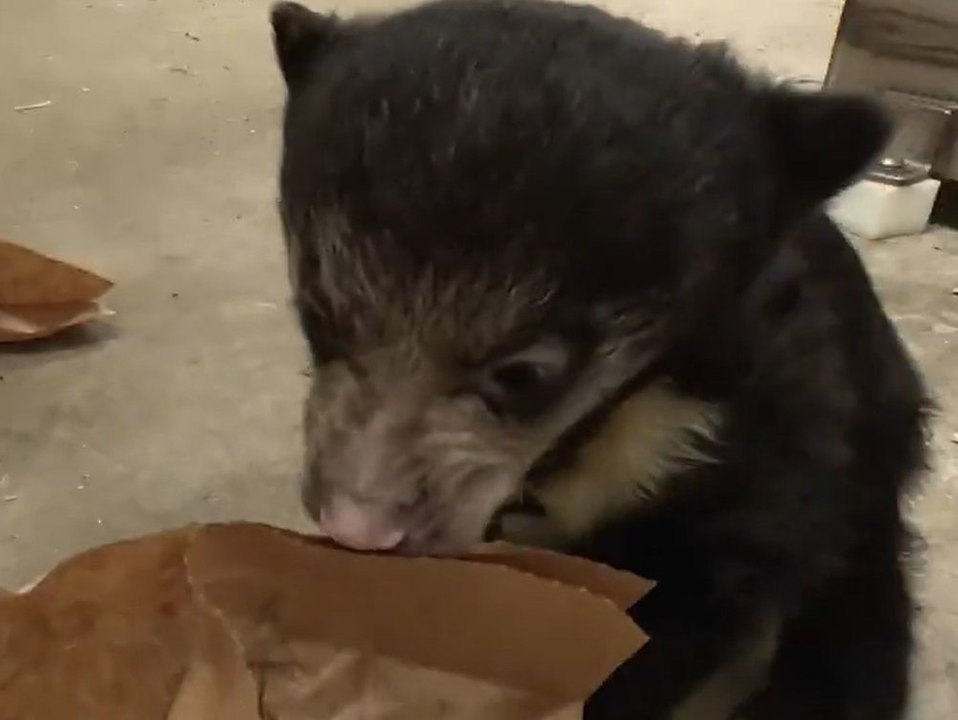 Zoo sucht Namen für süßen Bärennachwuchs