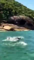 Golfinhos e arraias são vistos em um encantador 'balé' marinho no litoral de SP; VÍDEO