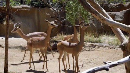 Just How Long Can This Animal Go Without Having Any Water!