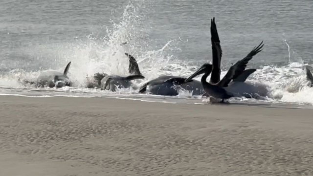 Strategic dolphins' swift showcase of their 'Strand-Feeding' technique is incredible!