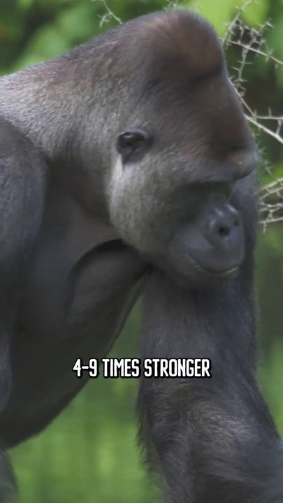 Gorilla Facts 🦍