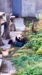 Panda attacks zookeeper
