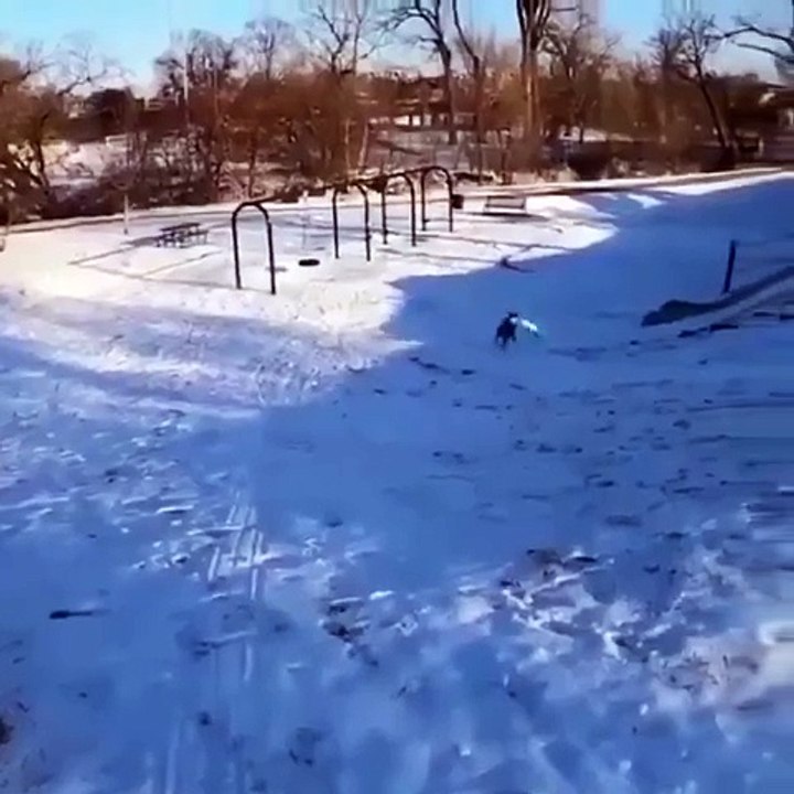 The dog found his happiness