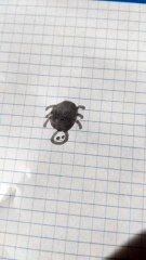 Ragno disegno  modello 10