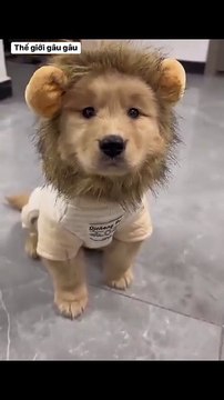 I'm no longer afraid of raising a dog to steal, now I have to raise a lion 😎