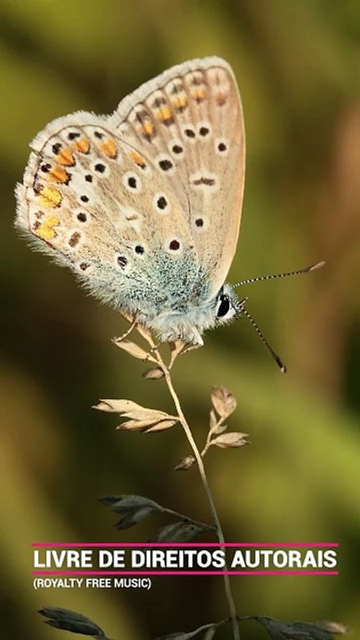 ✅💘Entrando no Estado de Meditação para Acalmar a Mente e Coração- Sono Profundo #Shorts