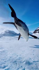 **"HERO SAVES POLAR WHALE IN ARCTIC RESCUE! ❄️🐋
