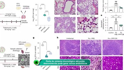 Parte do sistema imunológico até então desconhecida pode gerar novos antibióticos
